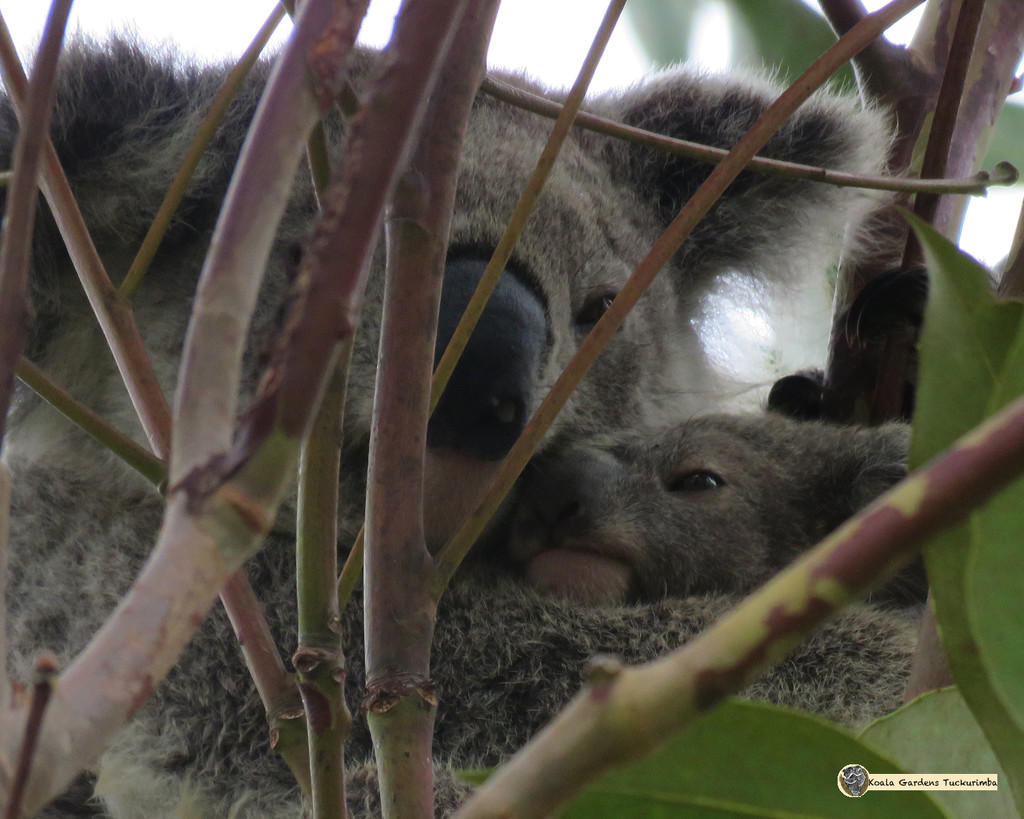 I got you babe by koalagardens