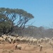Mt Ive Sheep.  by judithdeacon