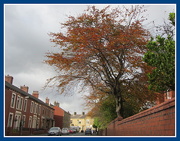 17th Oct 2017 - A street with a beautiful Autumn leaved Beech tree.