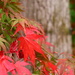 Acer Red by phil_sandford