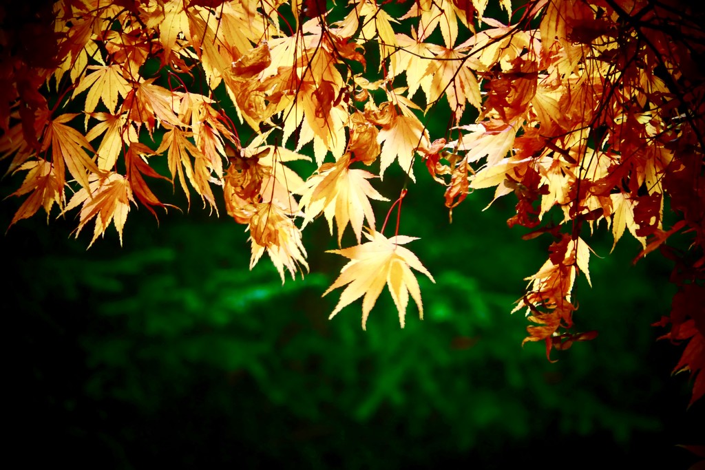 Acer by carole_sandford