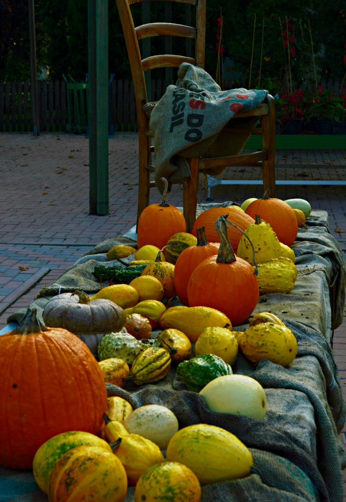 pumpkin season by caterina