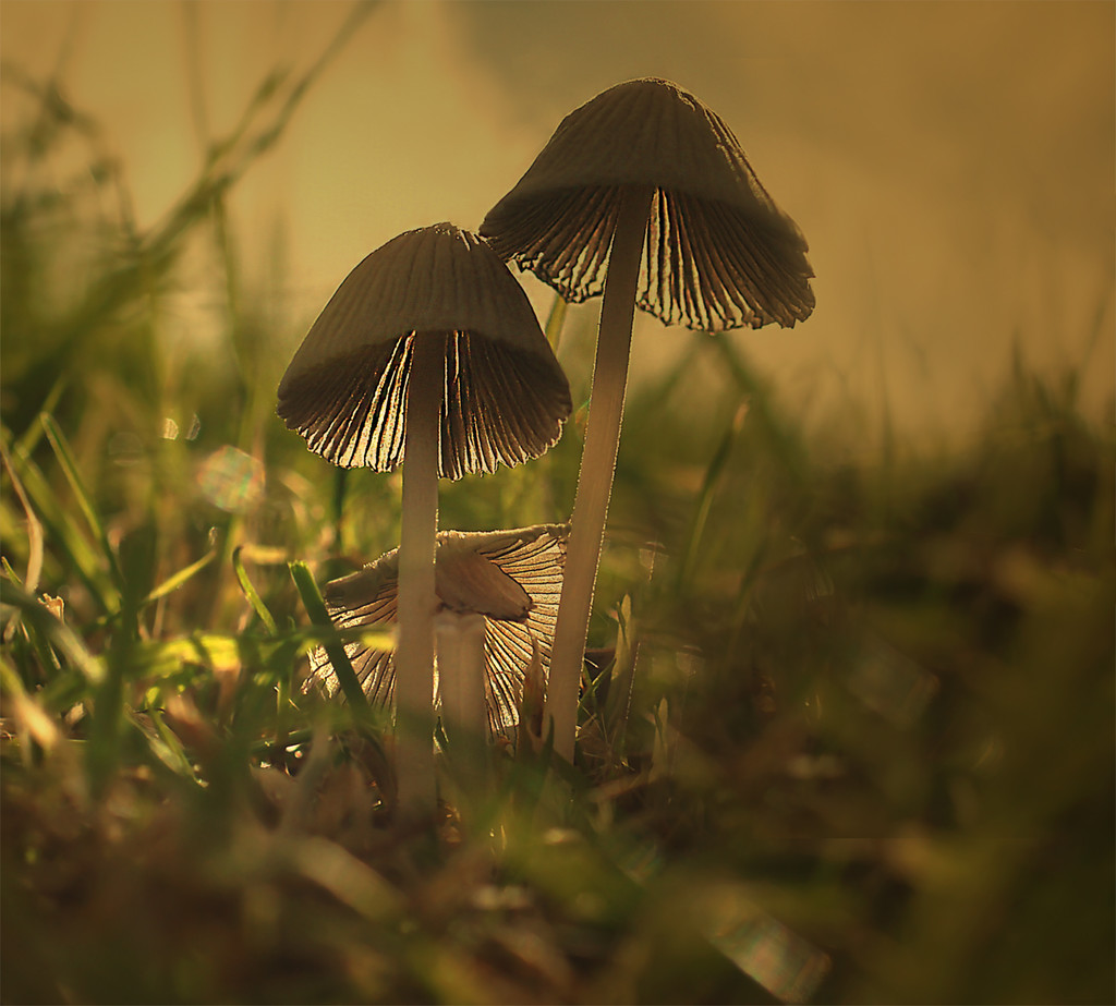 Magic Mushrooms by jesperani