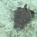 Turtle. by cocobella