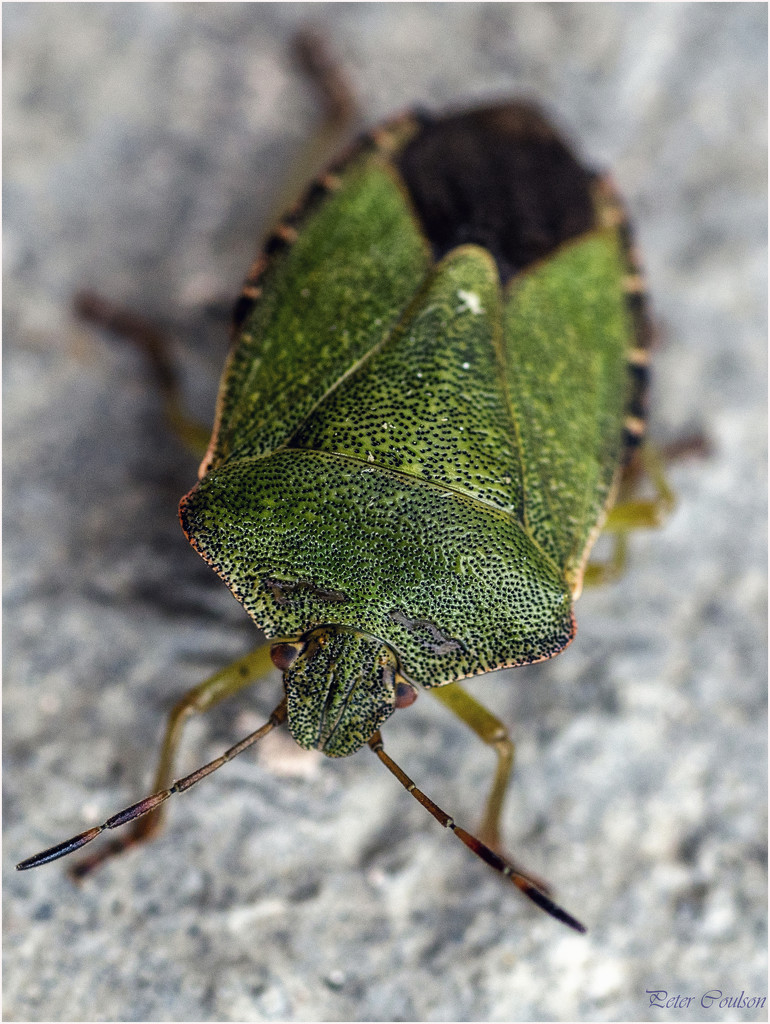 Green Shield Bug by pcoulson