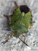 17th Oct 2017 - Green Shield Bug
