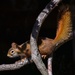 Ruby the American Red Squirrel by berelaxed