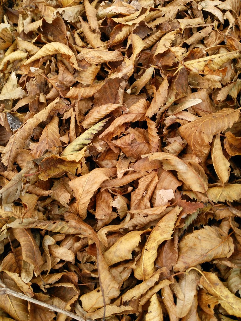Leaves have fallen by jmdspeedy