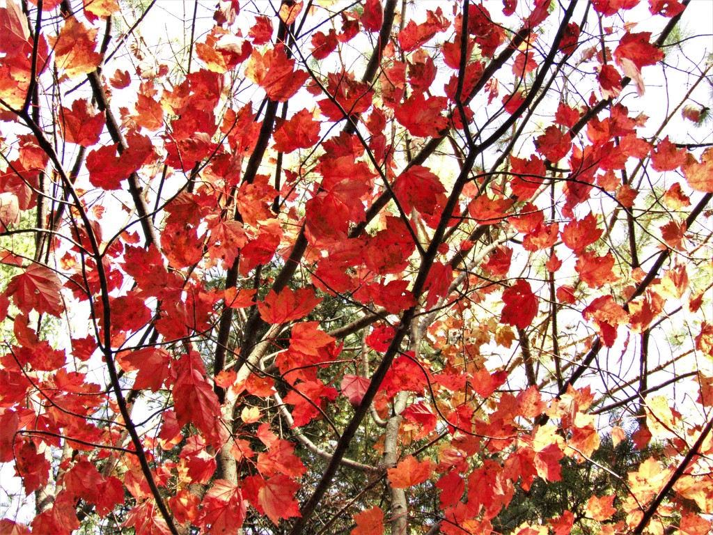 Maple Leaves by radiogirl