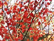 17th Oct 2017 - Maple Leaves