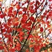 Maple Leaves by radiogirl