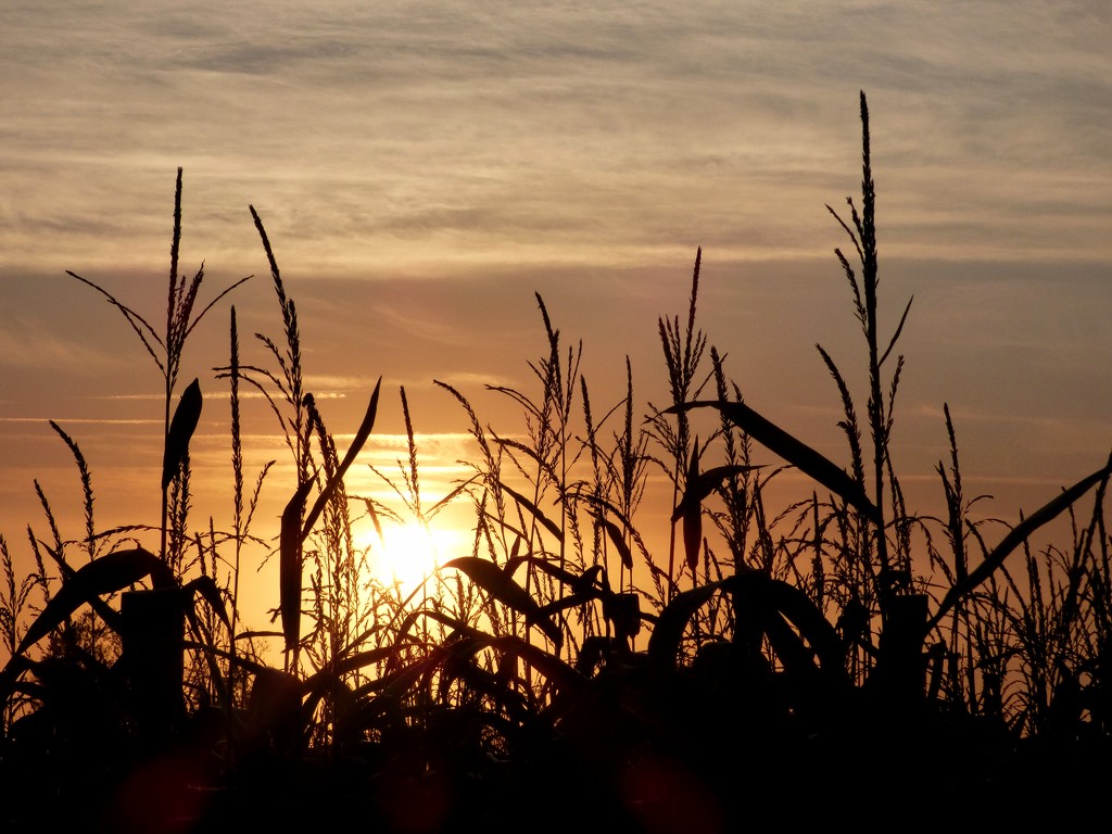 Sun rising over the maize field by julienne1