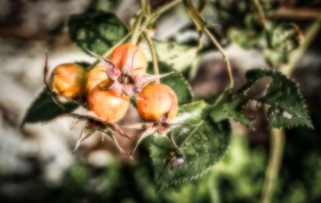 Wild Rose Hips... by vignouse