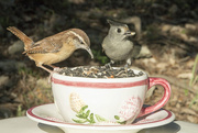 17th Oct 2017 - Wren and Titmouse Sharing a Cup of Seed