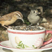 Wren and Titmouse Sharing a Cup of Seed by gaylewood