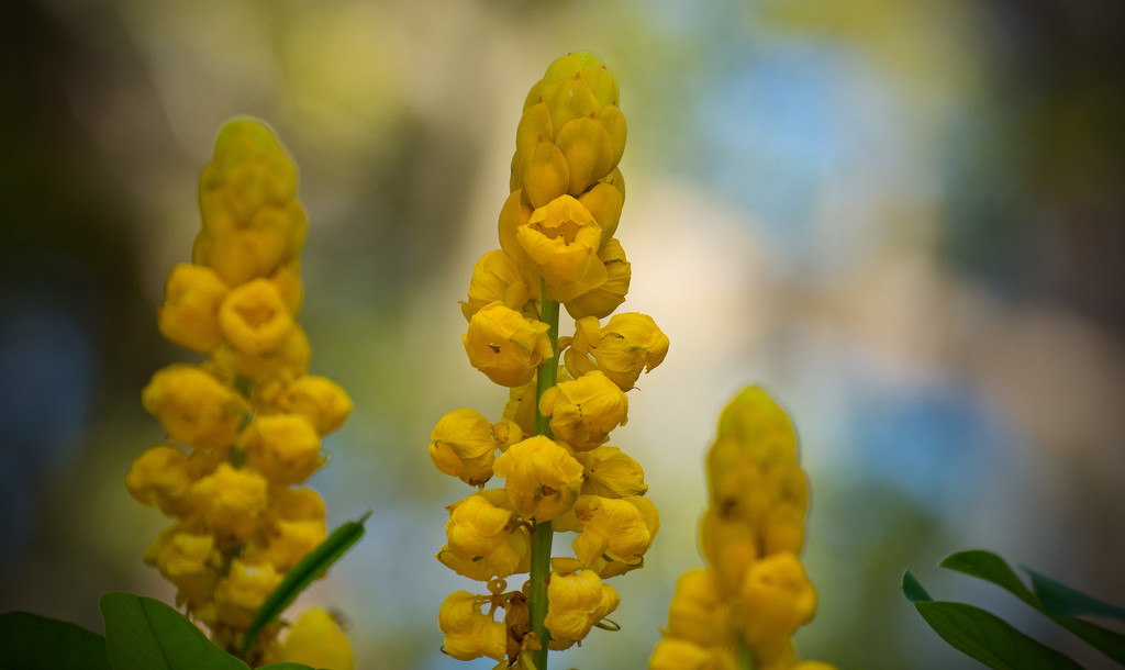 Yellow Flowers! by rickster549
