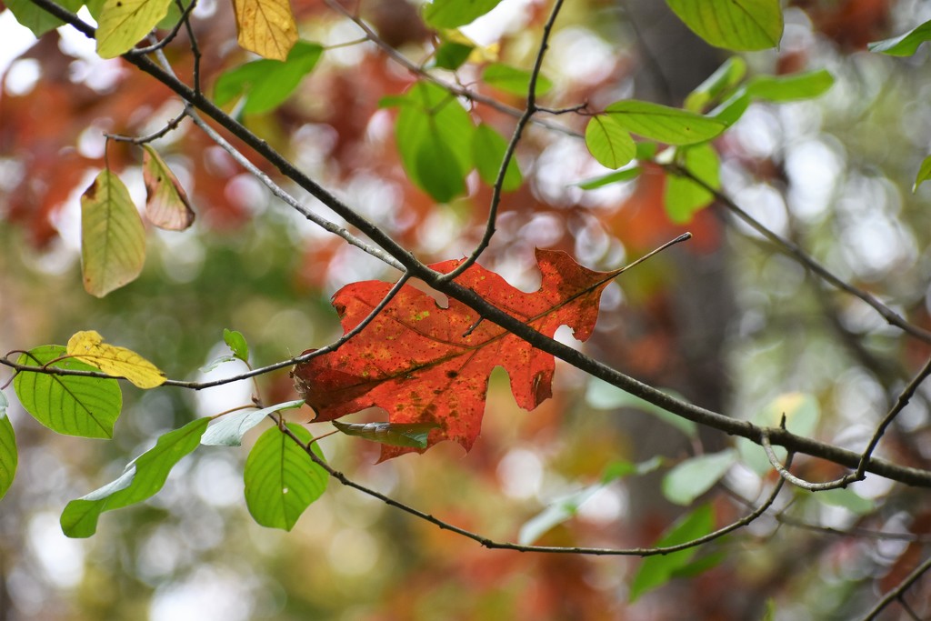 Oak leaf by caitnessa