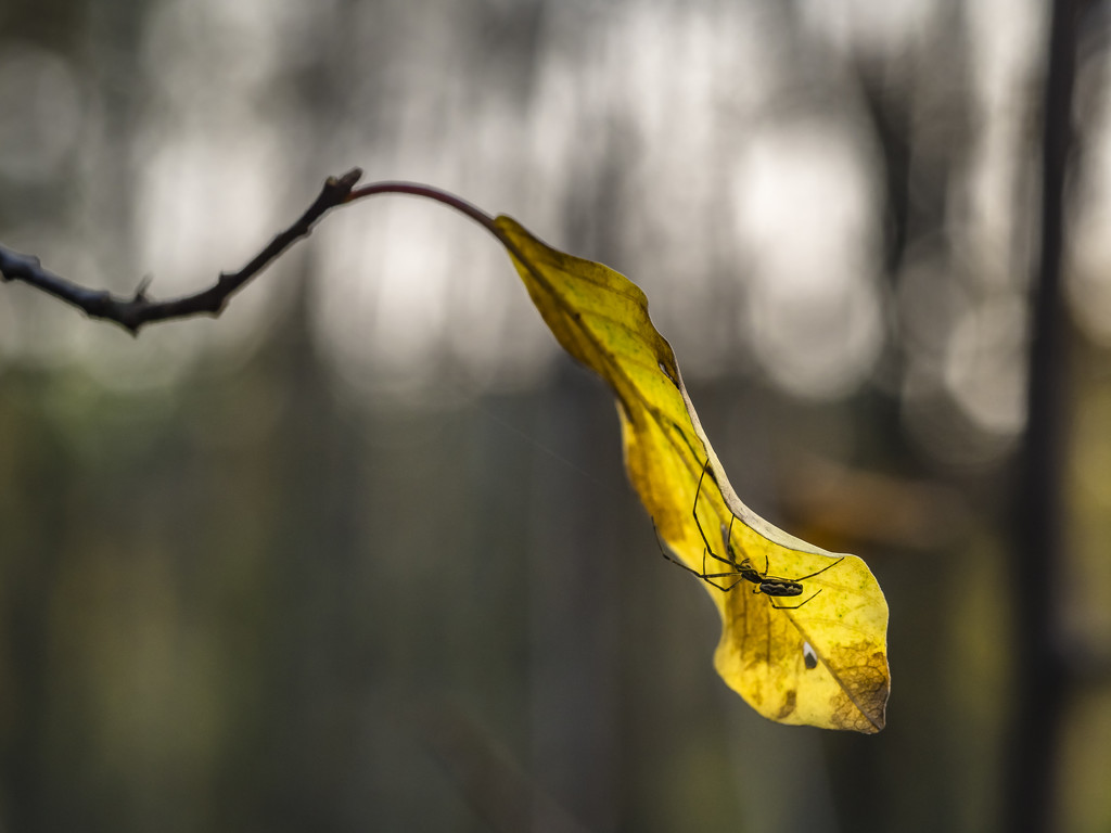 The yellow leaf by haskar
