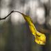 The yellow leaf by haskar