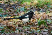 17th Oct 2017 - A MISCHIEF OF MAGPIES - FOUR