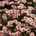 Wildflowers Western Australia by maureenpp