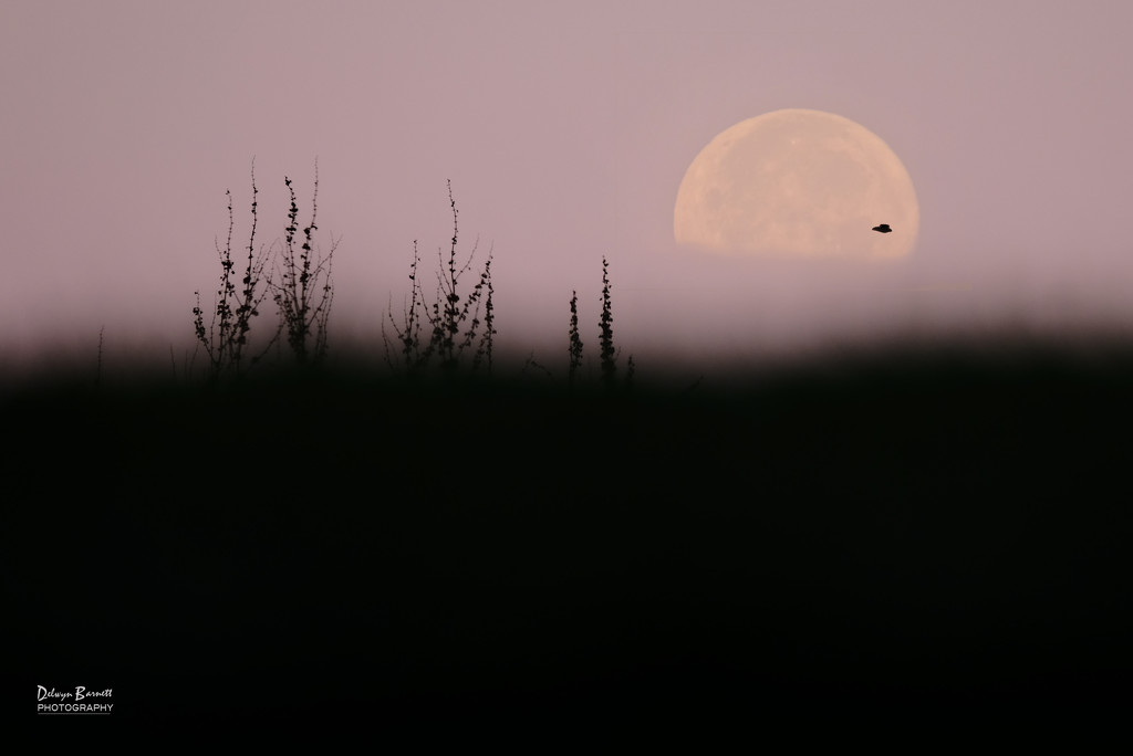 Morning Moon by dkbarnett