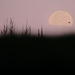 Morning Moon by dkbarnett
