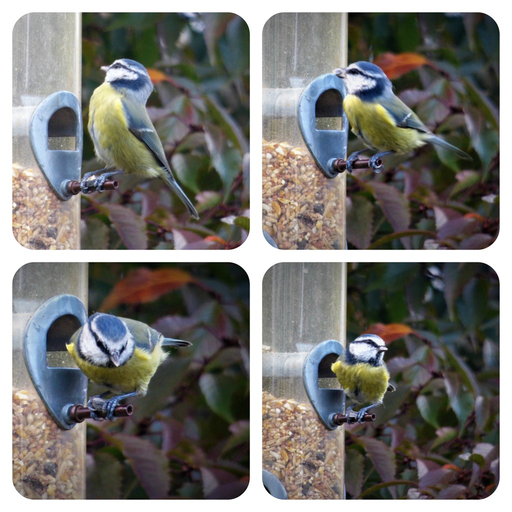 Busy at the feeder  by beryl