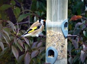 18th Oct 2017 - Goldfinch 