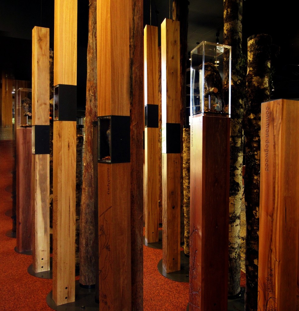 Tasmanian timbers by robz