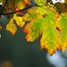 Colorful Autumn Maple Leaves by seattlite