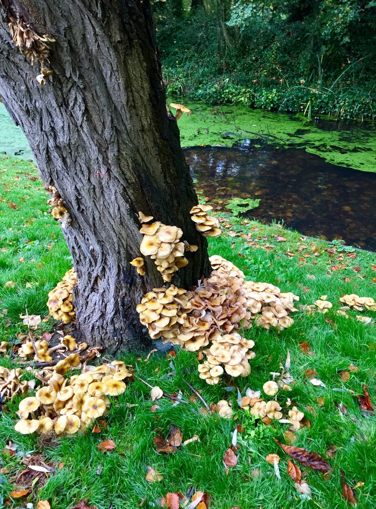 Fungi In The Park by gillian1912