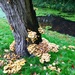 Fungi In The Park by gillian1912
