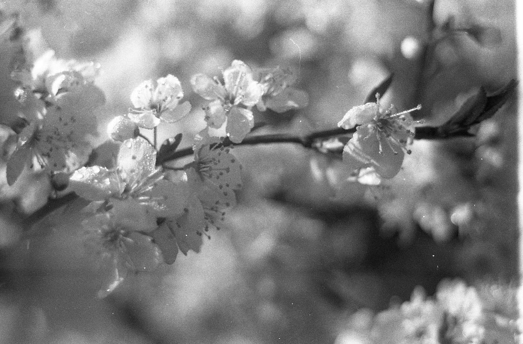 obligatory blossom shot by kali66