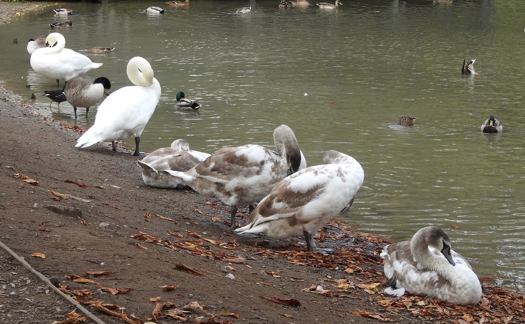Vernon Park Swans by oldjosh