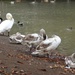 Vernon Park Swans by oldjosh
