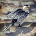 The Little Pied Cormorant  by annied