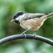 Coal Tit by pamknowler