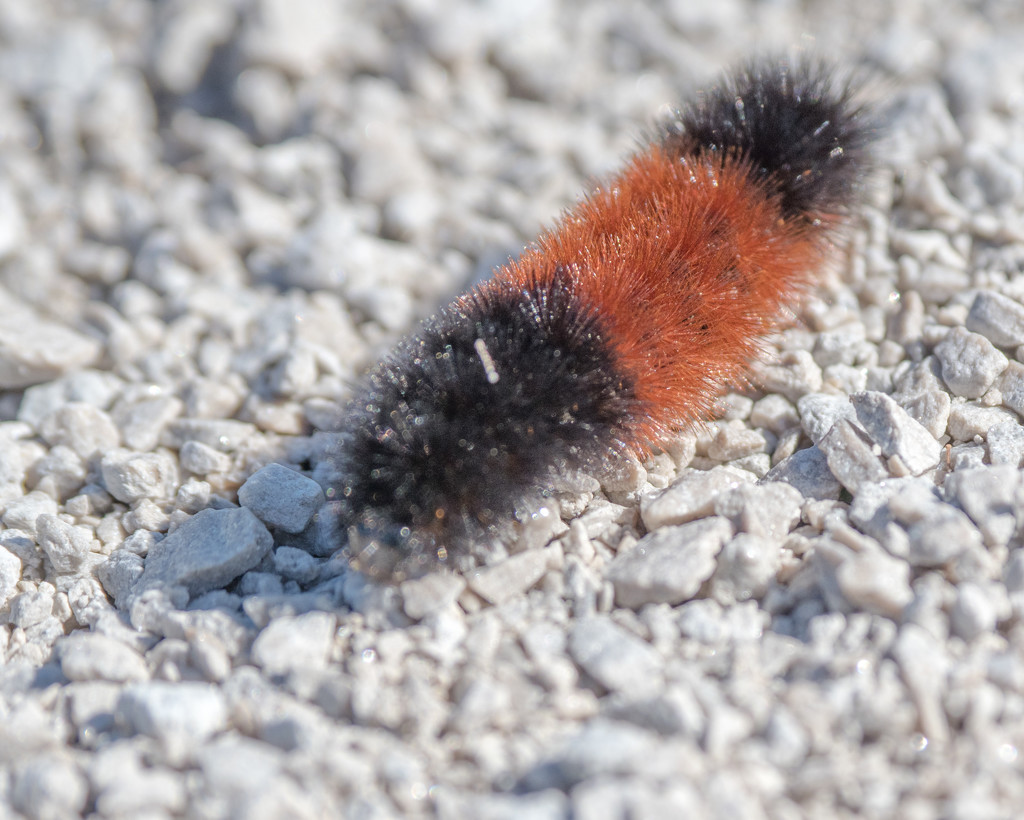 Banded woolly bear by rminer