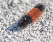 18th Oct 2017 - Banded woolly bear