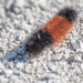Banded woolly bear by rminer