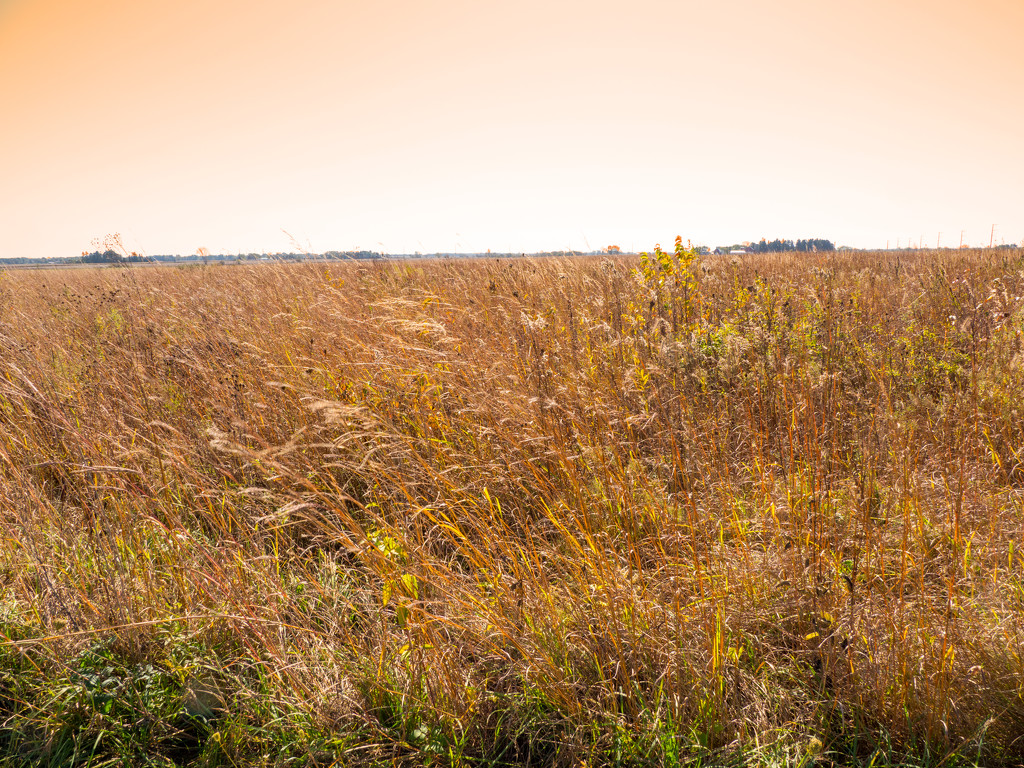 Prairie Grass Landscape by rminer