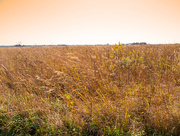 18th Oct 2017 - Prairie Grass Landscape