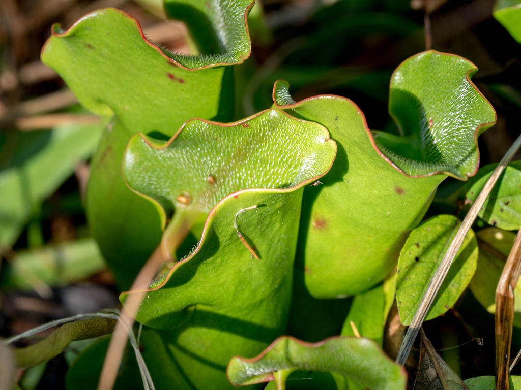 Pitcher Plants by rminer