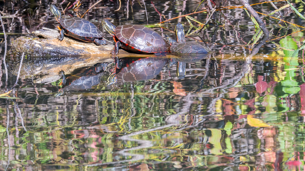 Three Turtles Profile with Reflection by rminer