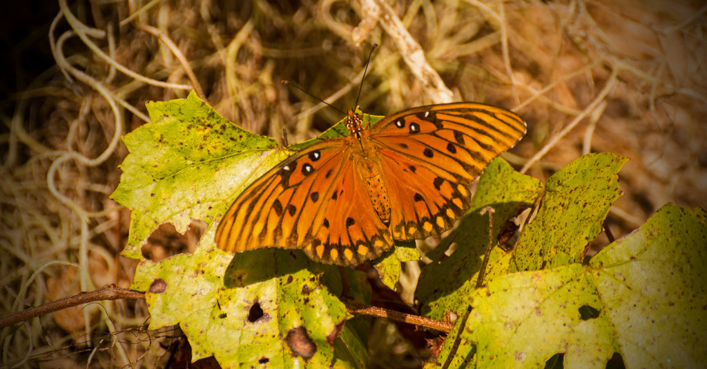 The Gulf Fritillary's are Still Here! by rickster549