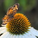 Chameleon Butterfly by genealogygenie