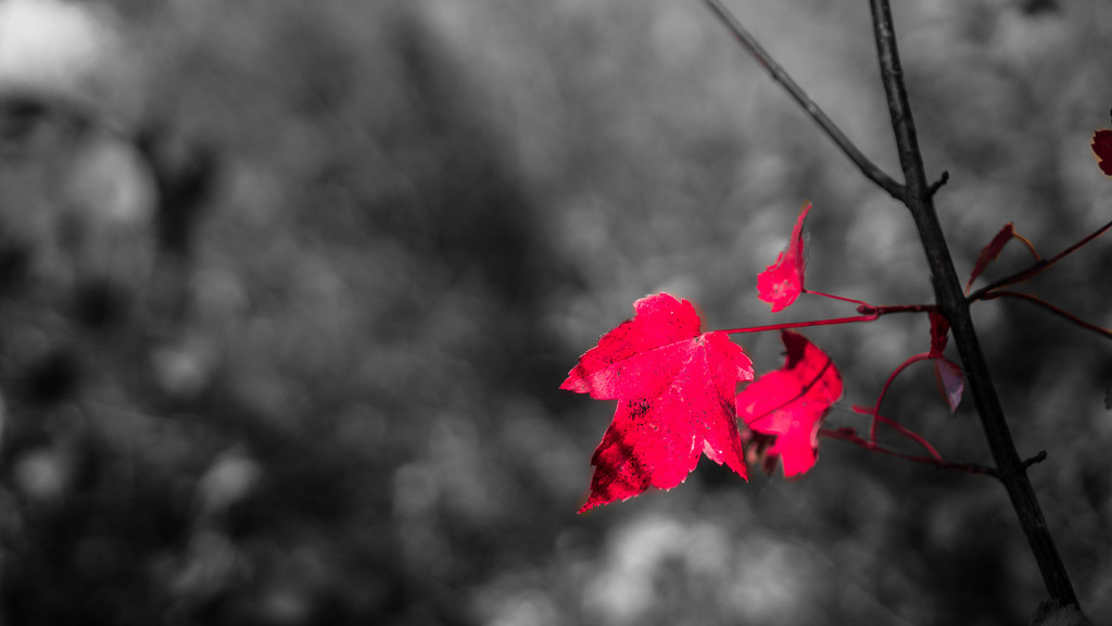 Get-Pushed - 273 Red leaf in the woods by randystreat