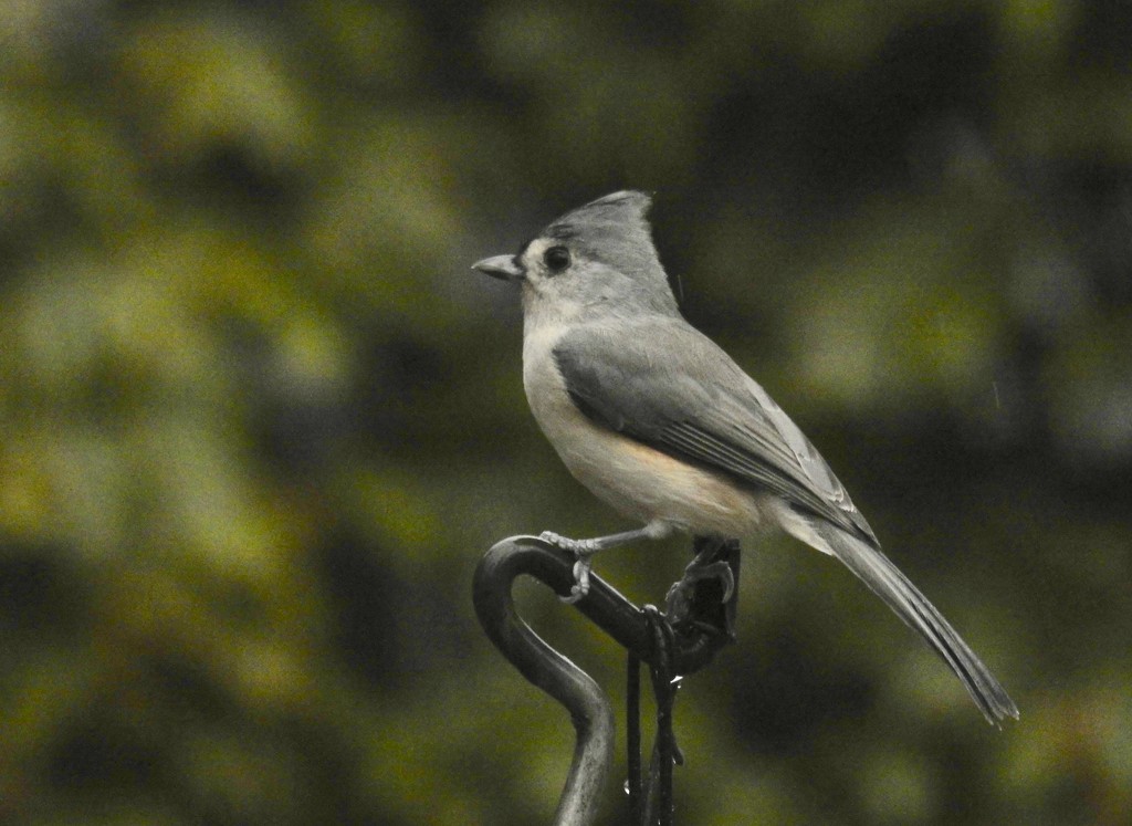 Titmouse  by amyk