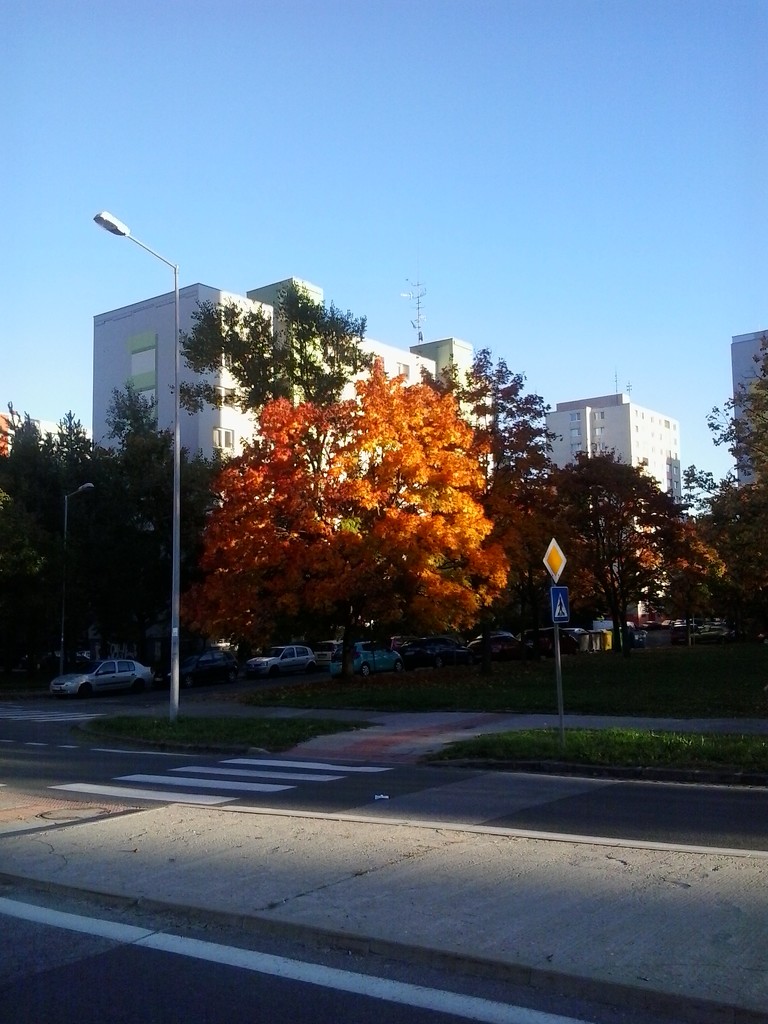 Autumn-painted tree by ivm